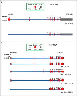 The Human SLC7A5 (LAT1): The Intriguing Histidine/Large Neutral Amino Acid Transporter and Its Relevance to Human Health